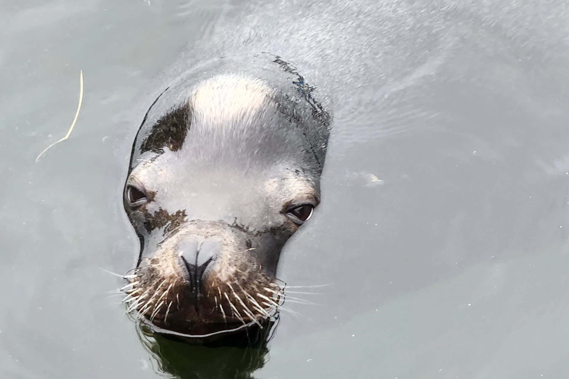 Sea lion