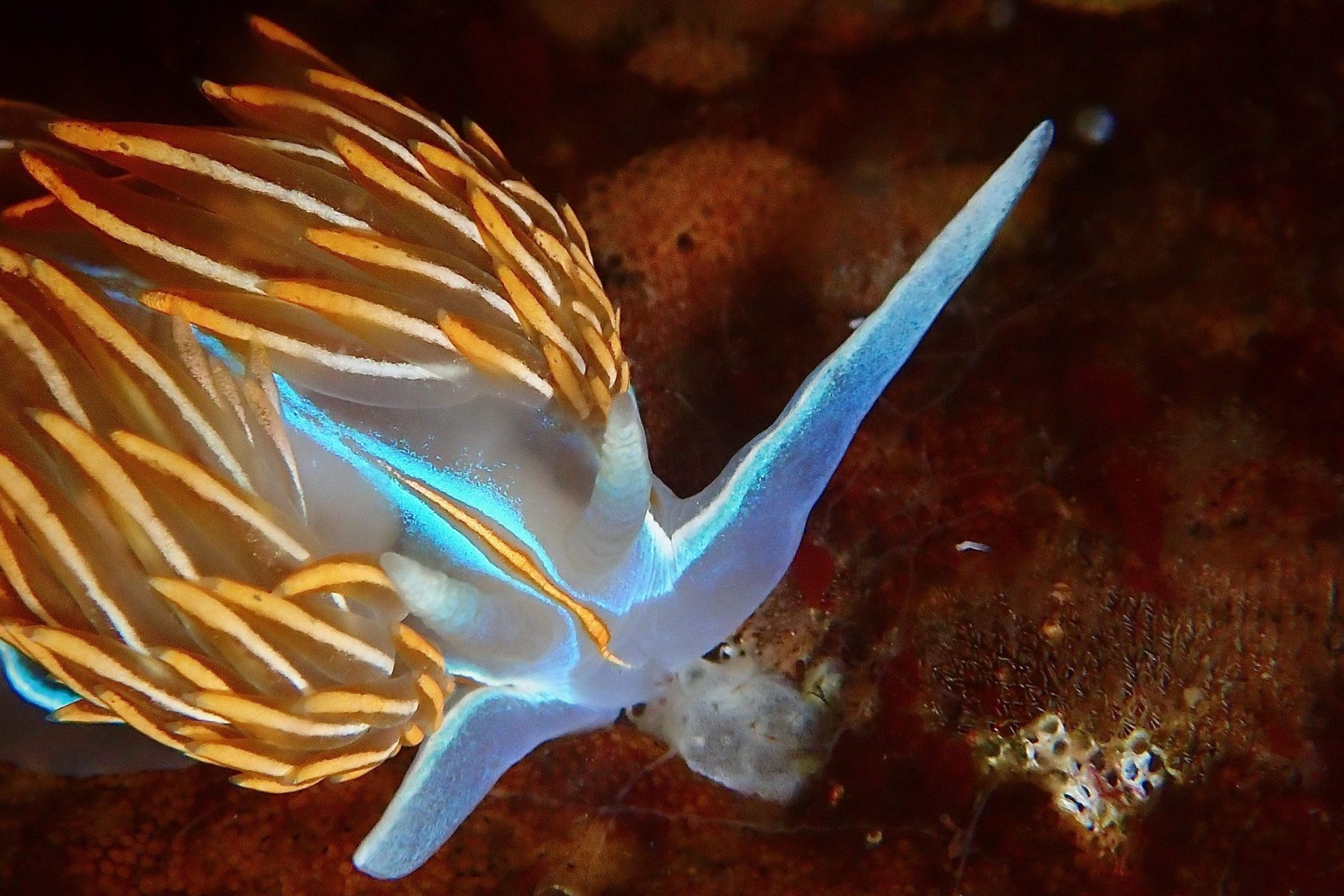 Opalescent nudibranch